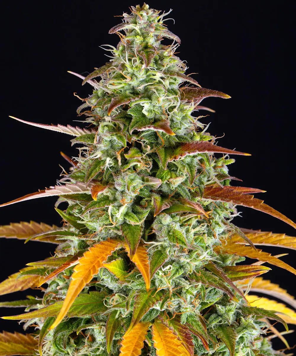 Watermelon Zkittlez Auto - Cannaseuse - Curated Genetics - Barney's Farm