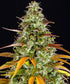 Watermelon Zkittlez Auto - Cannaseuse - Curated Genetics - Barney&