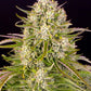 Wedding Cake Auto - Cannaseuse - Curated Genetics - Barney's Farm