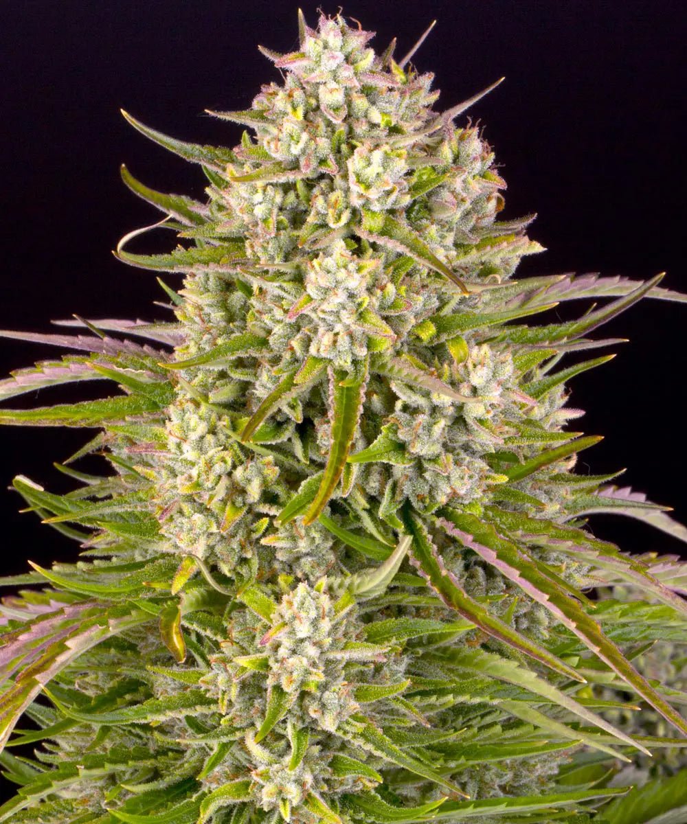 Wedding Cake Auto - Cannaseuse - Curated Genetics - Barney's Farm