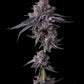 Zillions - Cannaseuse - Curated Genetics - Barney's Farm