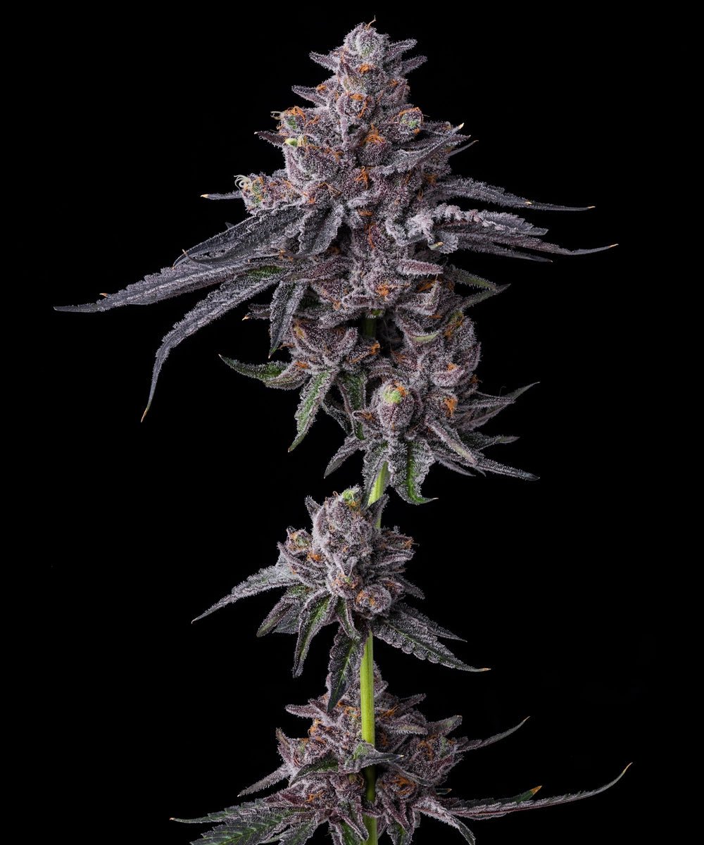 Zillions - Cannaseuse - Curated Genetics - Barney's Farm