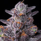 Zillions - Cannaseuse - Curated Genetics - Barney's Farm
