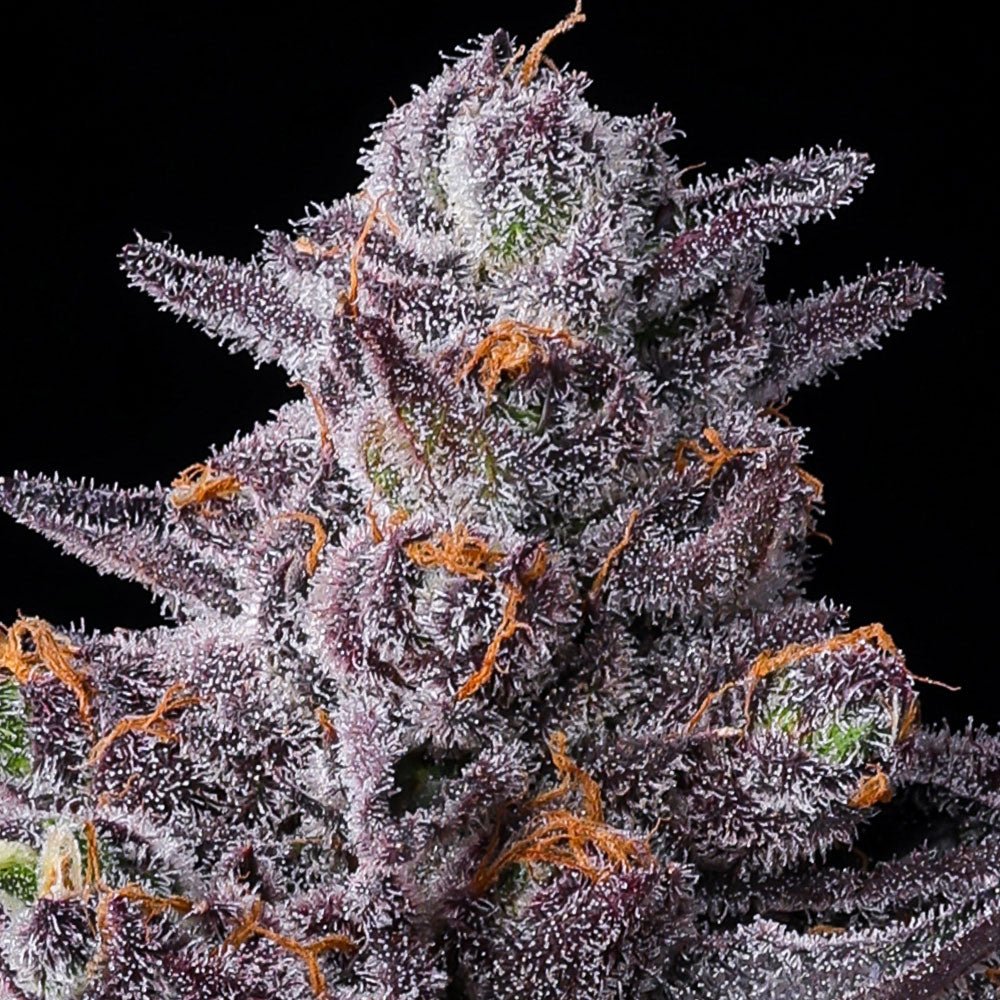 Zillions - Cannaseuse - Curated Genetics - Barney's Farm