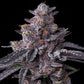 Zillions - Cannaseuse - Curated Genetics - Barney's Farm