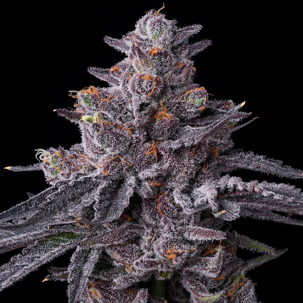 Zillions - Cannaseuse - Curated Genetics - Barney's Farm