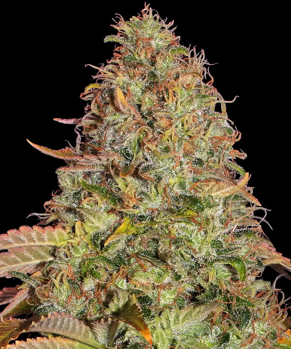 Zkittlez OG Auto - Cannaseuse - Curated Genetics - Barney's Farm