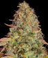 Zkittlez OG Auto - Cannaseuse - Curated Genetics - Barney&