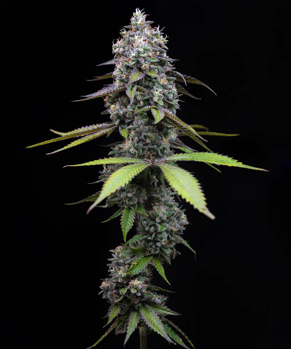 Zoap - Cannaseuse - Curated Genetics - Barney's Farm