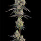 Blue Chiesel