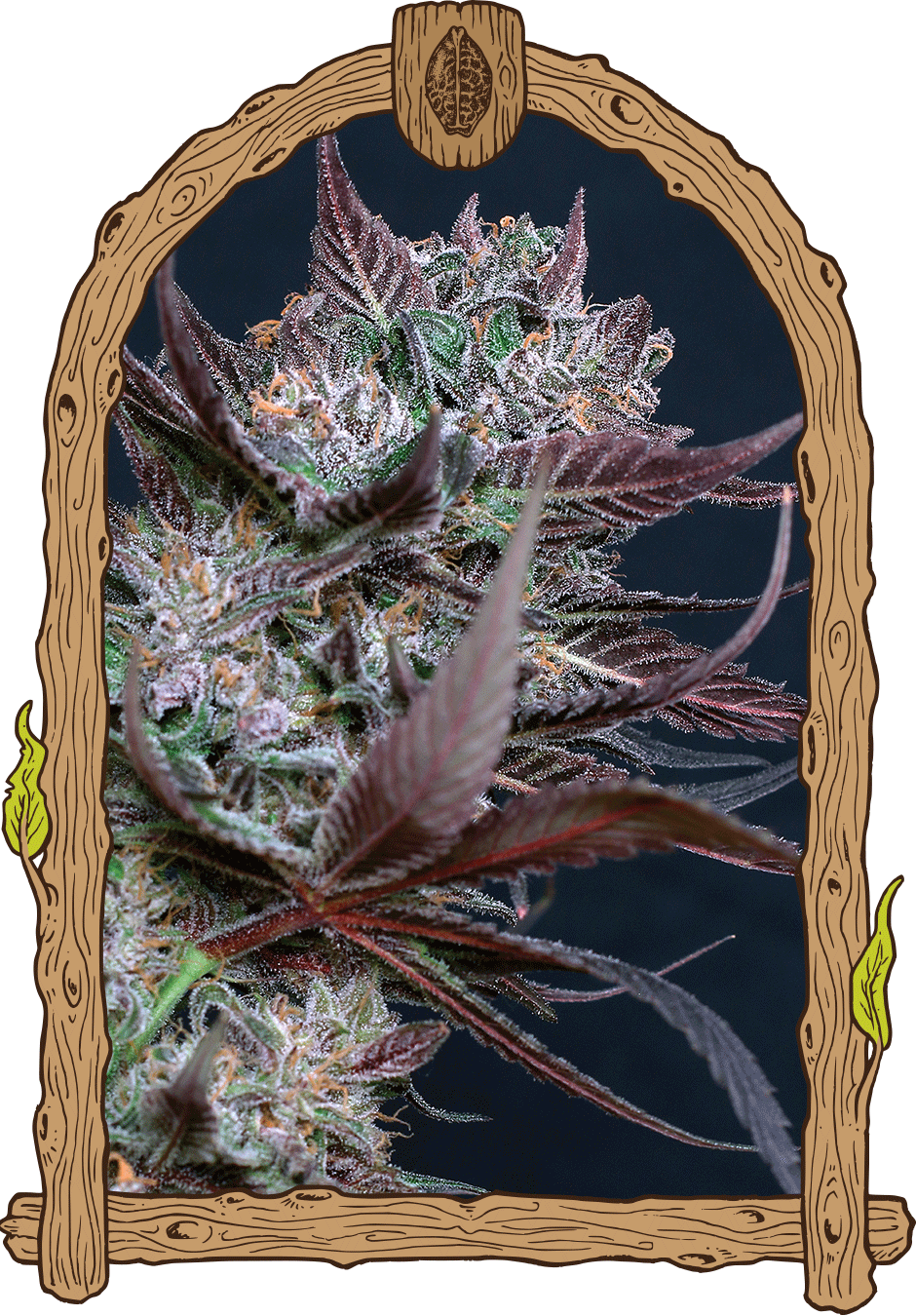 Black Lemon Fem - Cannaseuse - Curated Genetics - Exotic Seed