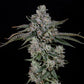 British delight - Cannaseuse - Curated Genetics - Wizard Trees