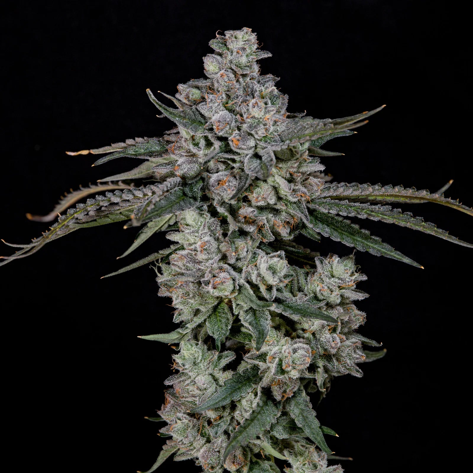 British delight - Cannaseuse - Curated Genetics - Wizard Trees
