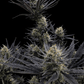 Guava Auto RF3 - Cannaseuse - Curated Genetics - 42 Fast Buds