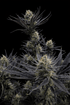 Guava Auto RF3 - Cannaseuse - Curated Genetics - 42 Fast Buds