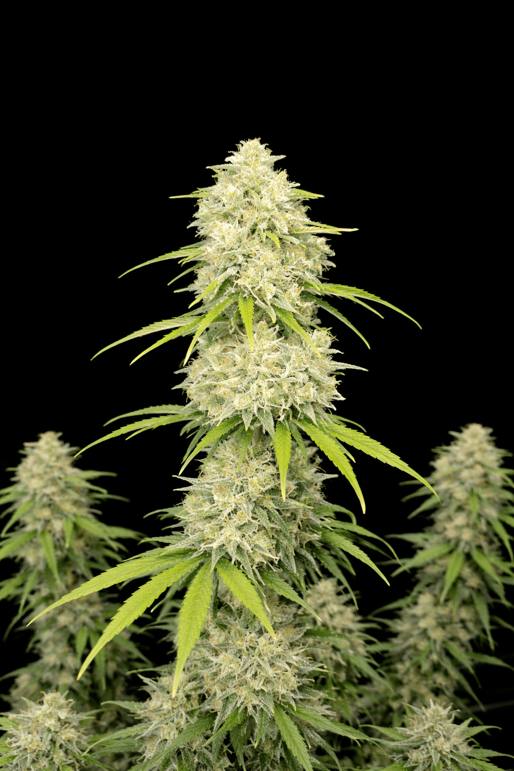 Z-Up Auto™ - Cannaseuse - Curated Genetics - 42 Fast Buds