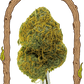 Exotic Biscotti - Cannaseuse - Curated Genetics - Exotic Seed