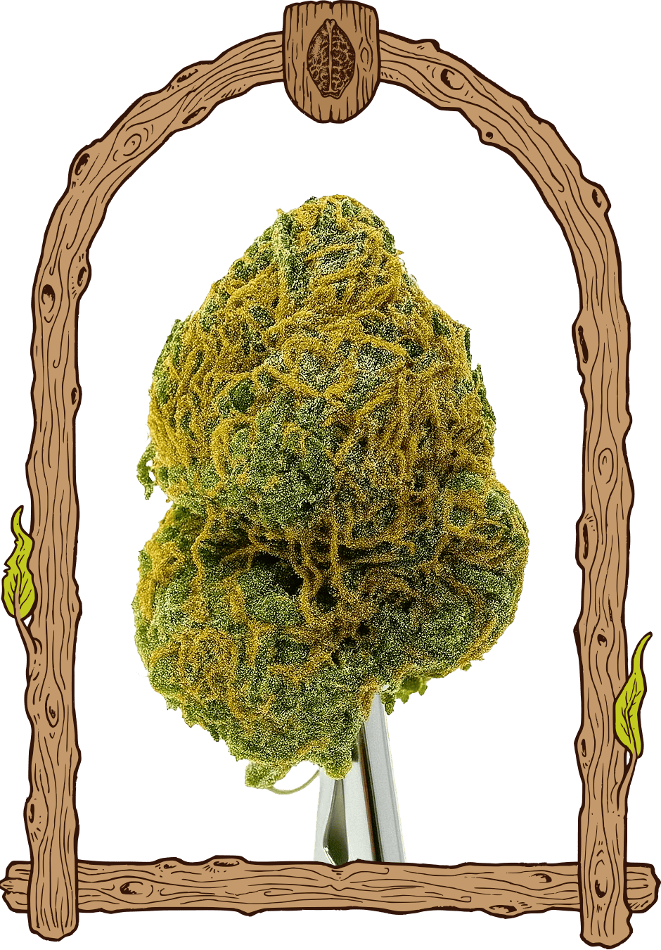 Exotic Biscotti - Cannaseuse - Curated Genetics - Exotic Seed