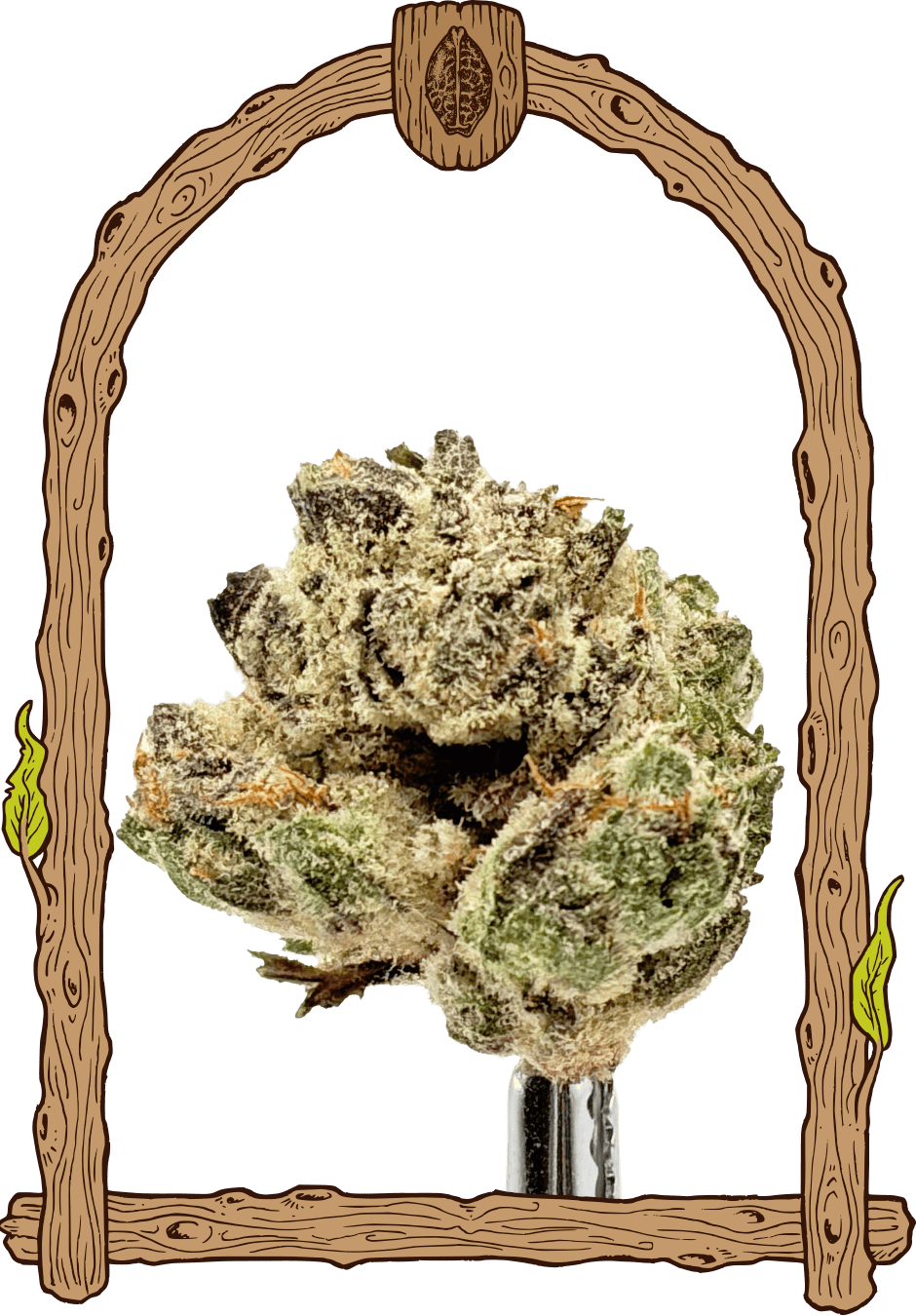 Exotic Runtz - Cannaseuse - Curated Genetics - Exotic Seed