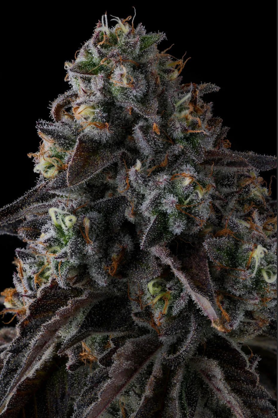 Fruit Riot - Cannaseuse - Curated Genetics - Compound Genetics