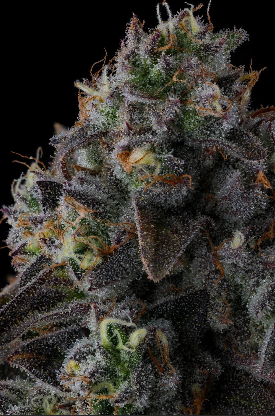 Fruit Riot - Cannaseuse - Curated Genetics - Compound Genetics