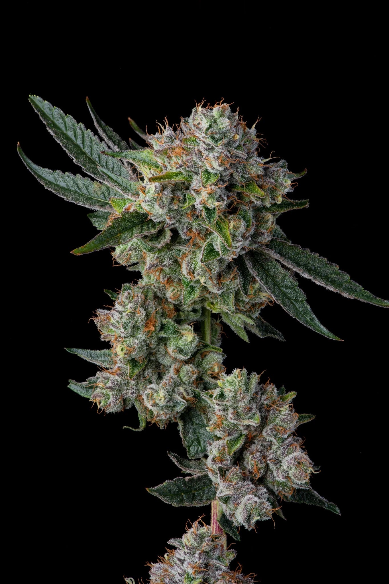 Glue 31 - Cannaseuse - Curated Genetics - Compound Genetics