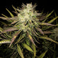 Gorilla Auto - Cannaseuse - Curated Genetics - 42 Fast Buds