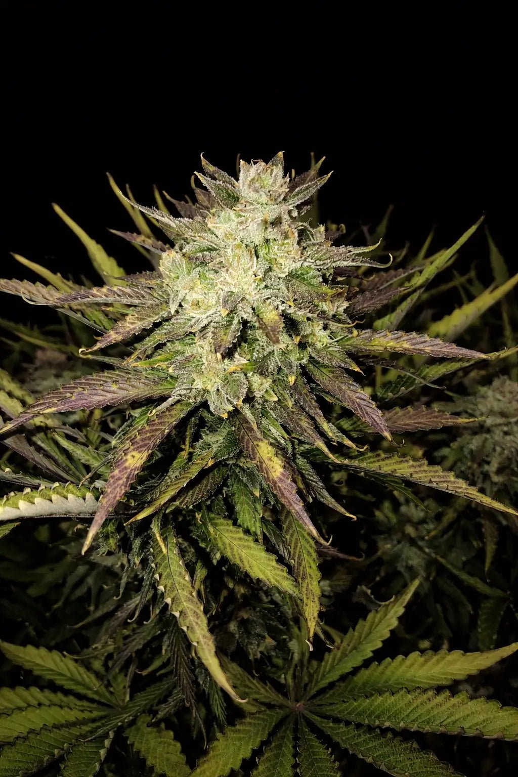Gorilla Auto - Cannaseuse - Curated Genetics - 42 Fast Buds