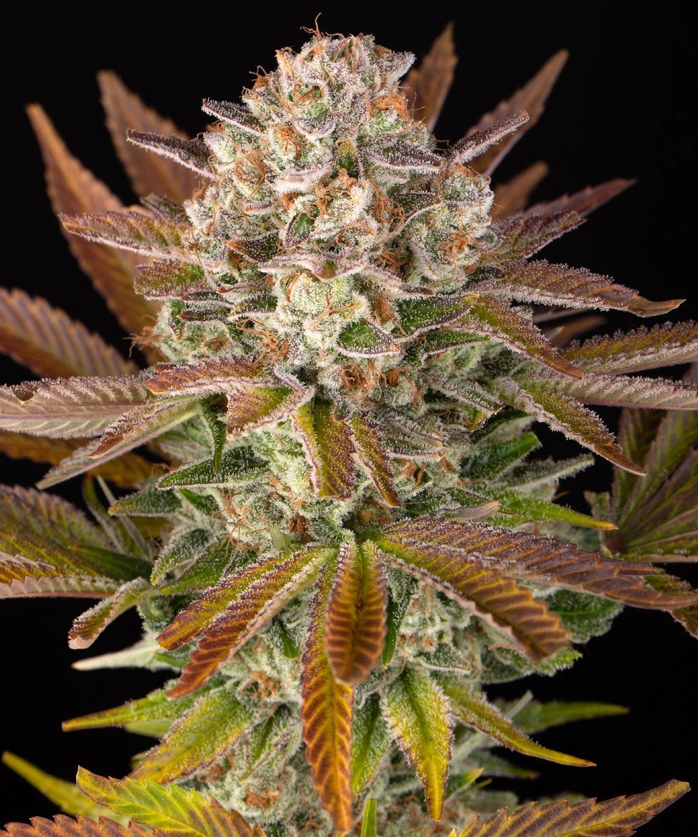 Jealousy - Cannaseuse - Curated Genetics - Barney's Farm