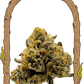 Malasaña Cookies - Cannaseuse - Curated Genetics - Exotic Seed