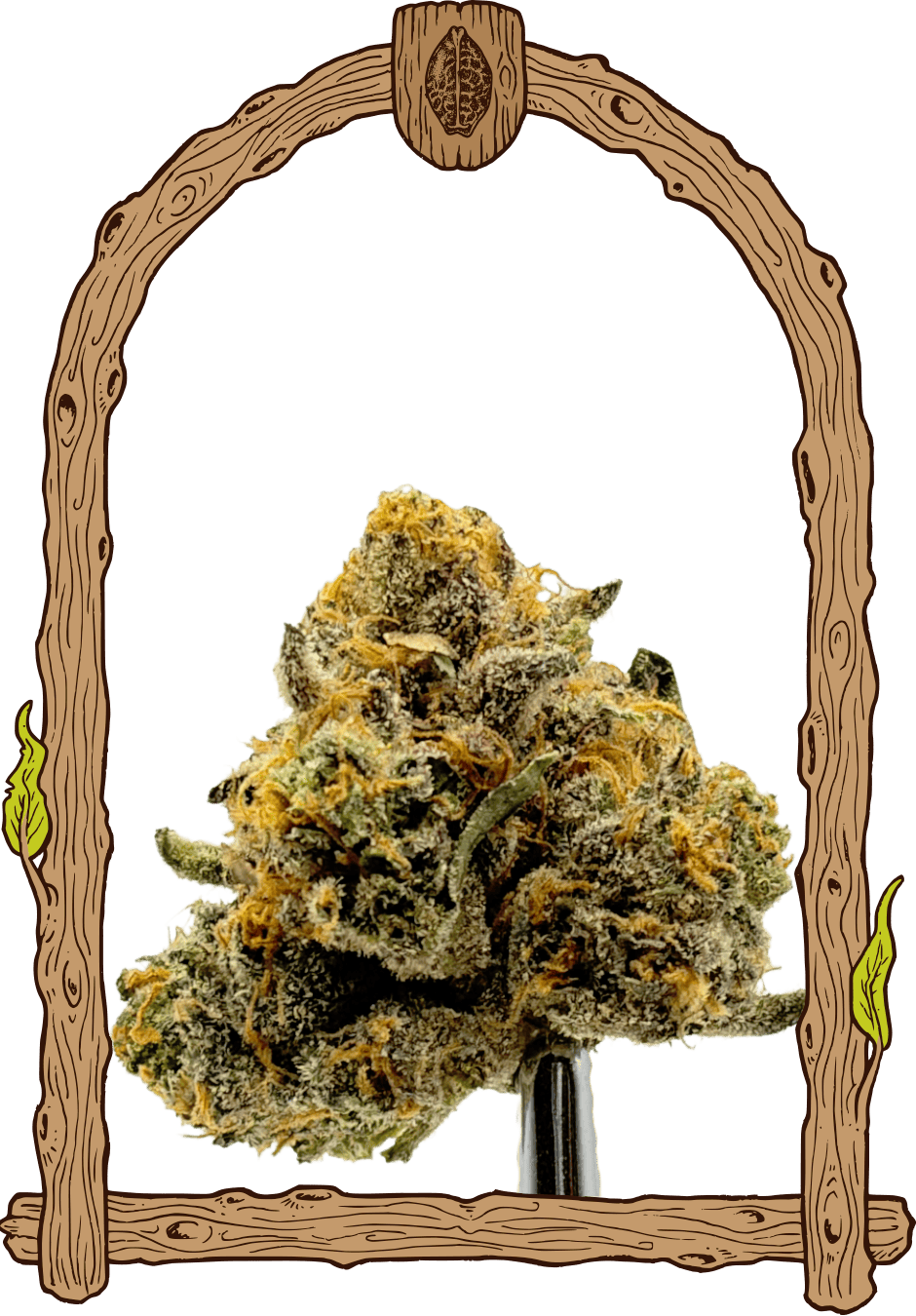 Malasaña Cookies - Cannaseuse - Curated Genetics - Exotic Seed