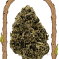 Malasaña Gelato - Cannaseuse - Curated Genetics - Exotic Seed