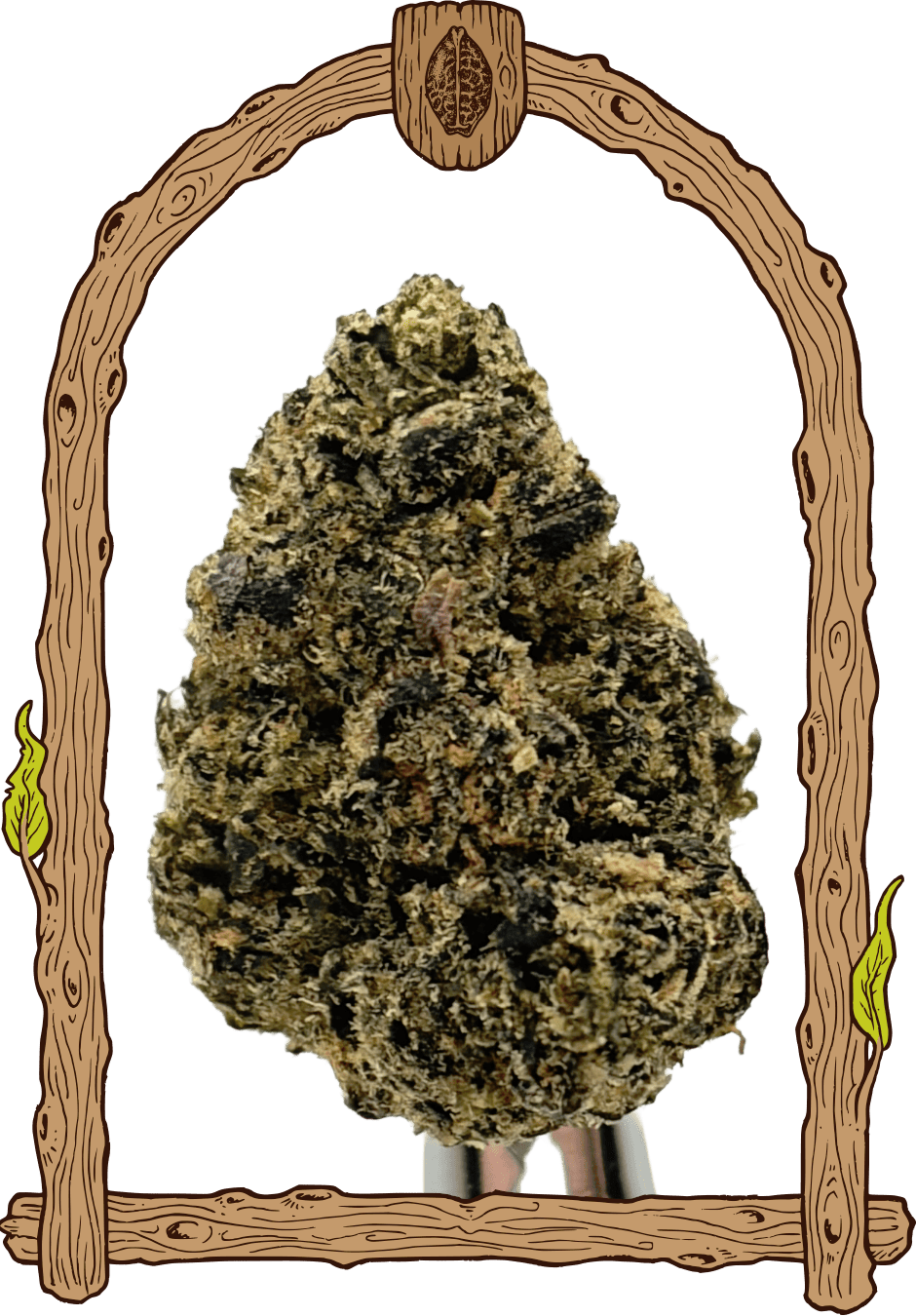 Malasaña Gelato - Cannaseuse - Curated Genetics - Exotic Seed