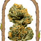 Malawi White Truffle - Cannaseuse - Curated Genetics - Exotic Seed