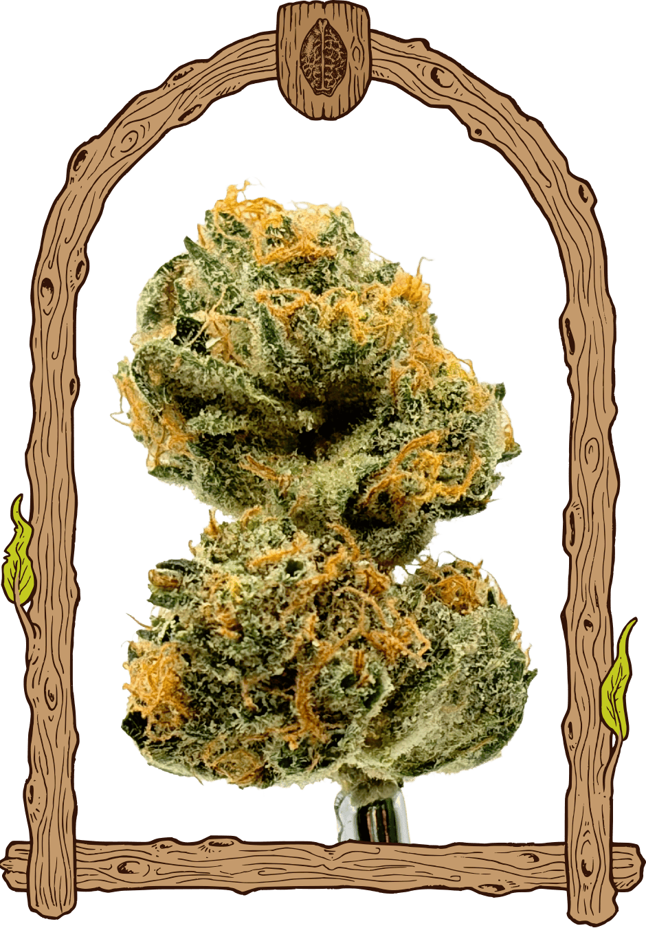 Malawi White Truffle - Cannaseuse - Curated Genetics - Exotic Seed