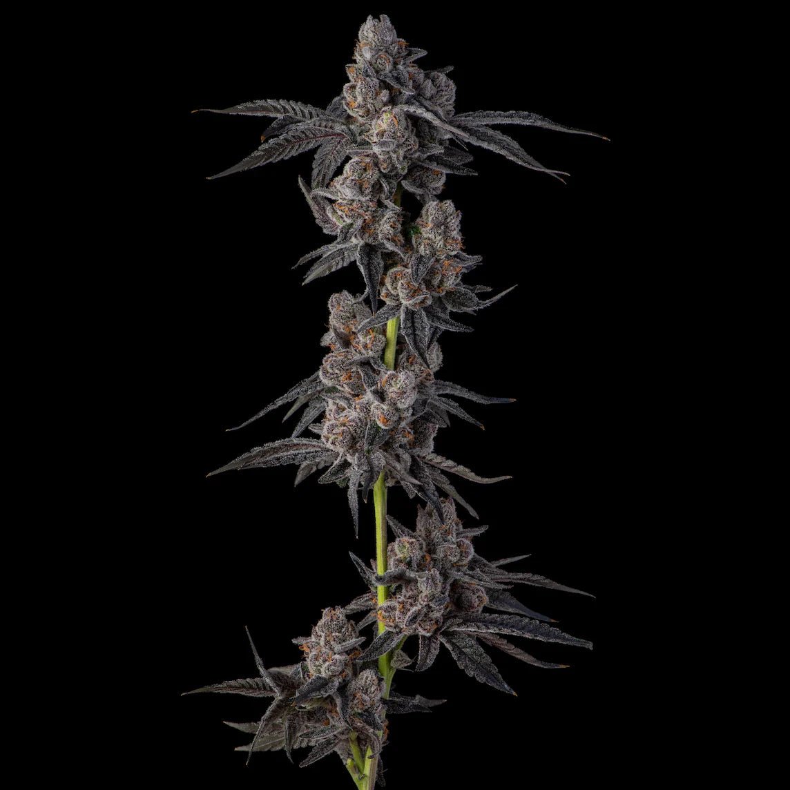 Mellowz - Cannaseuse - Curated Genetics - Compound Genetics