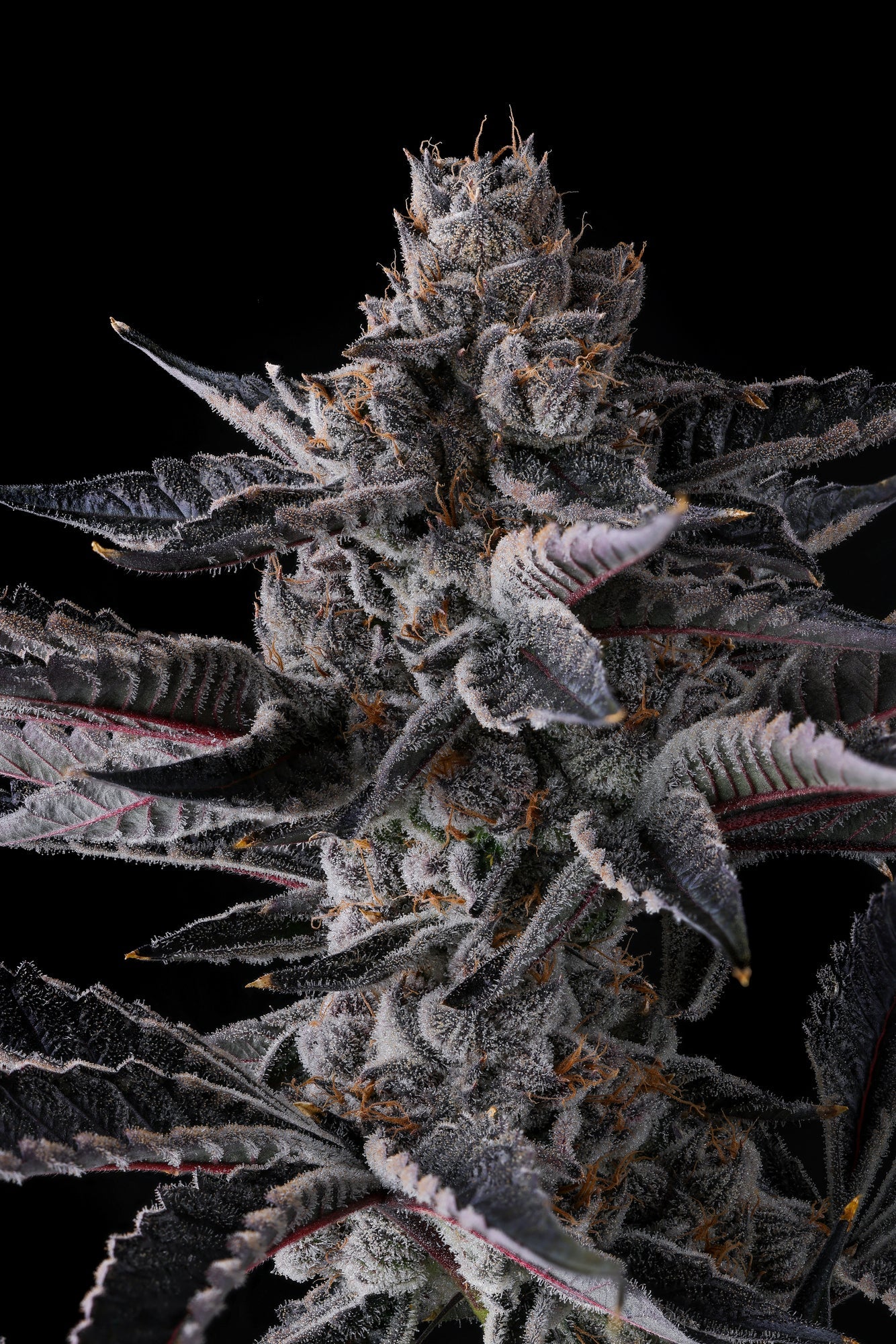 New Money - Cannaseuse - Curated Genetics - Compound Genetics