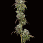 Humboldt Seed Company-Vanilla Frosting