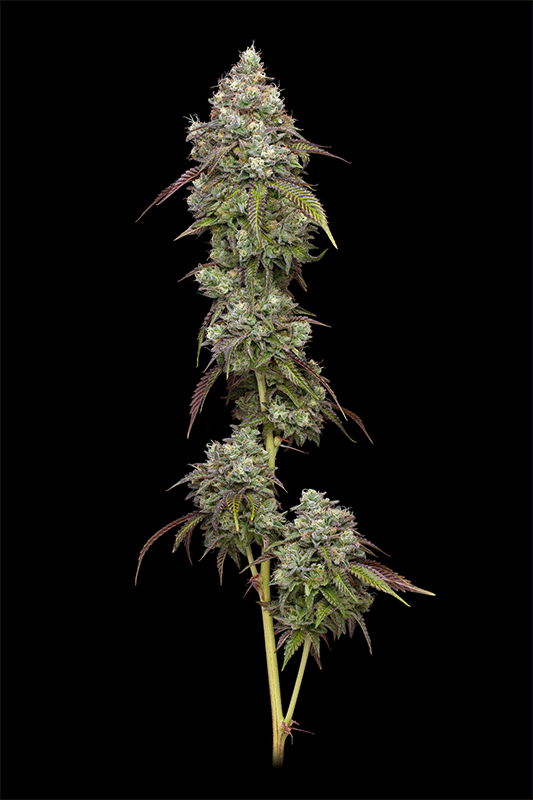 Humboldt Seed Company-Vanilla Frosting
