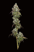 Humboldt Seed Company-Vanilla Frosting