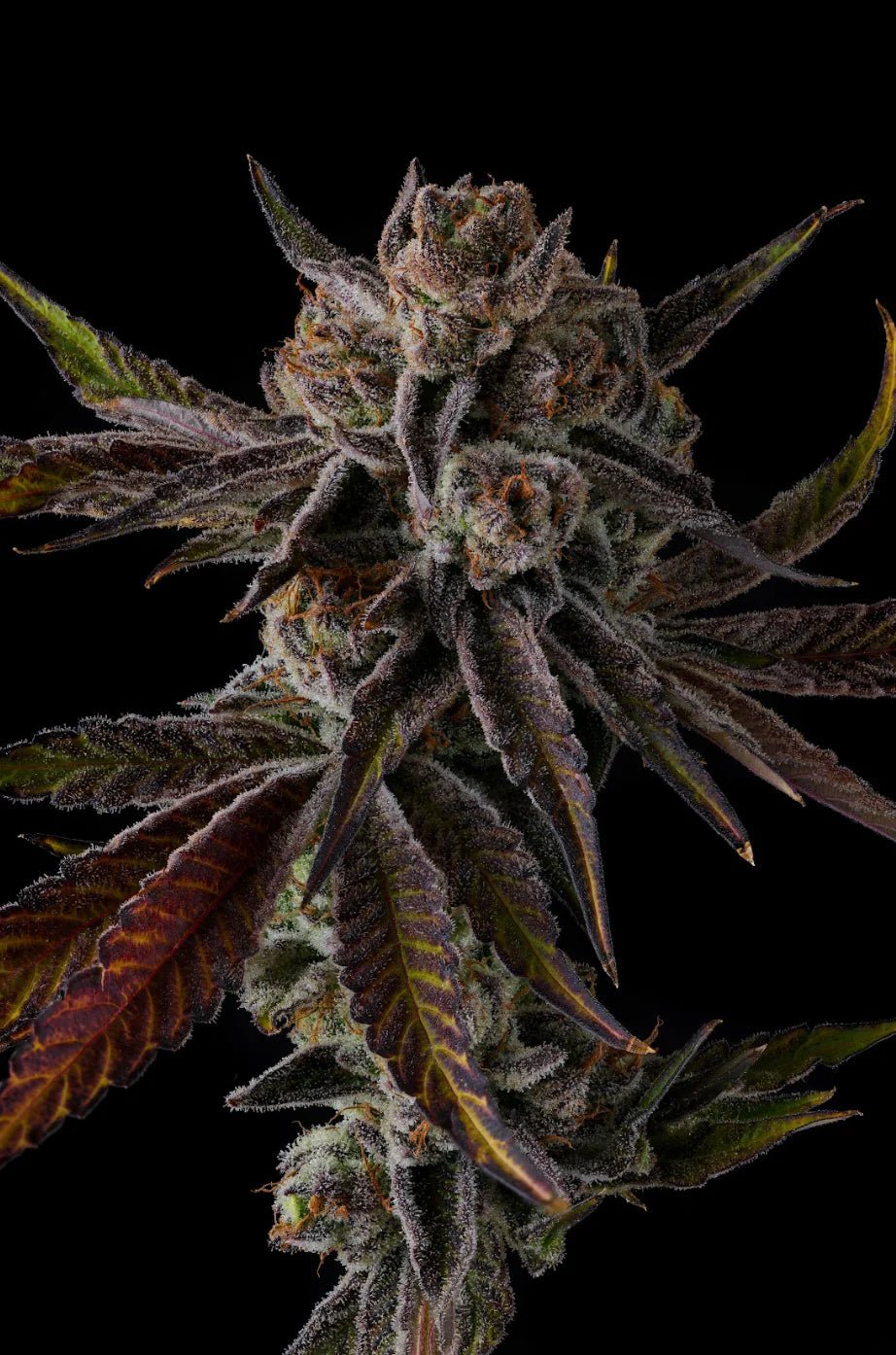 Purple Preserves - Cannaseuse - Curated Genetics - Compound Genetics
