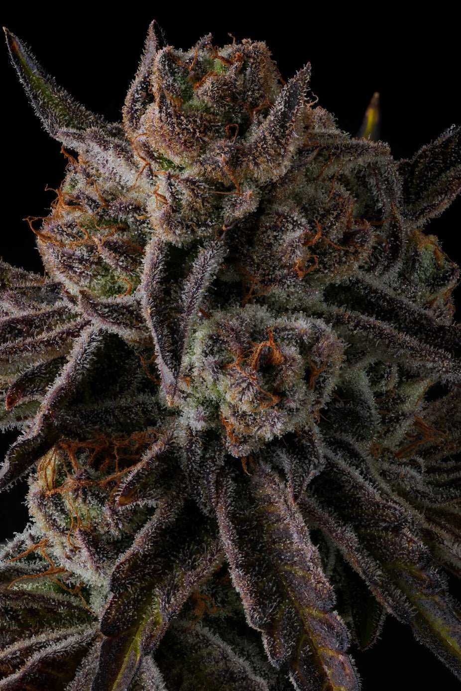 Purple Preserves - Cannaseuse - Curated Genetics - Compound Genetics