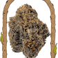 Quick Black Lemon - Cannaseuse - Curated Genetics - Exotic Seed