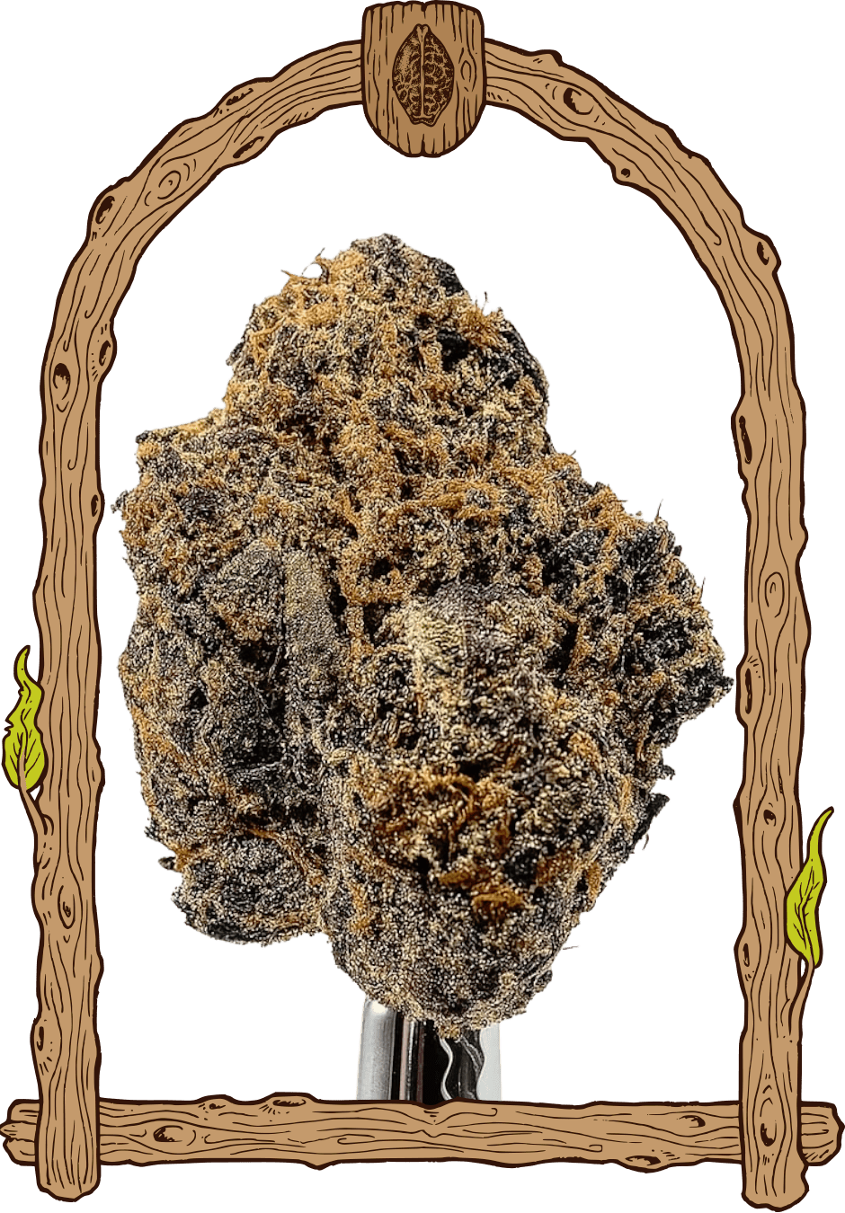 Quick Black Lemon - Cannaseuse - Curated Genetics - Exotic Seed