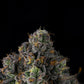 Wizard Trees-Sherbz