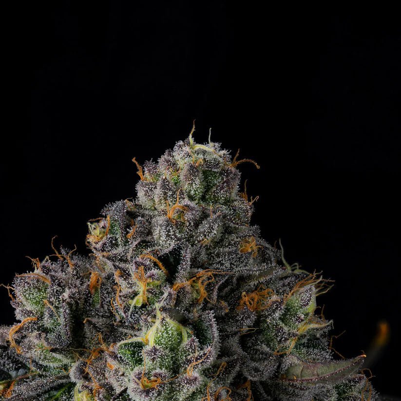 Wizard Trees-Sherbz
