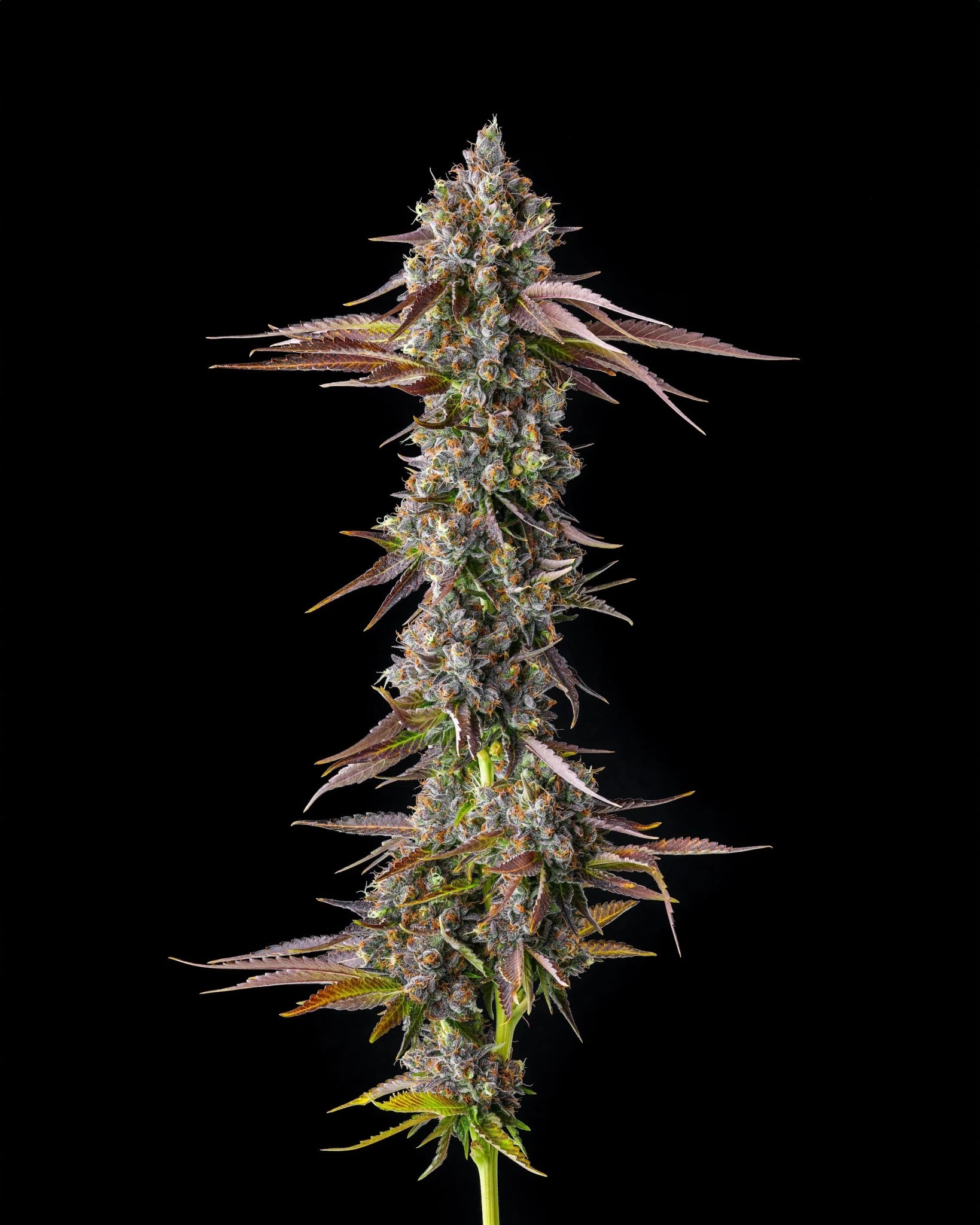Strawberry Skrilla - Cannaseuse - Curated Genetics - Compound Genetics