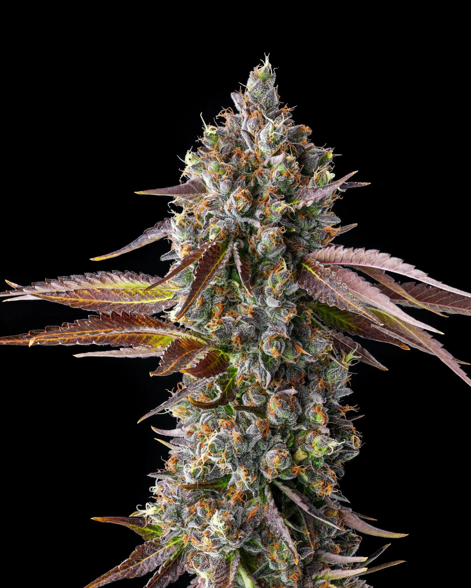 Strawberry Skrilla - Cannaseuse - Curated Genetics - Compound Genetics
