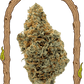 Sugar Larry - Cannaseuse - Curated Genetics - Exotic Seed