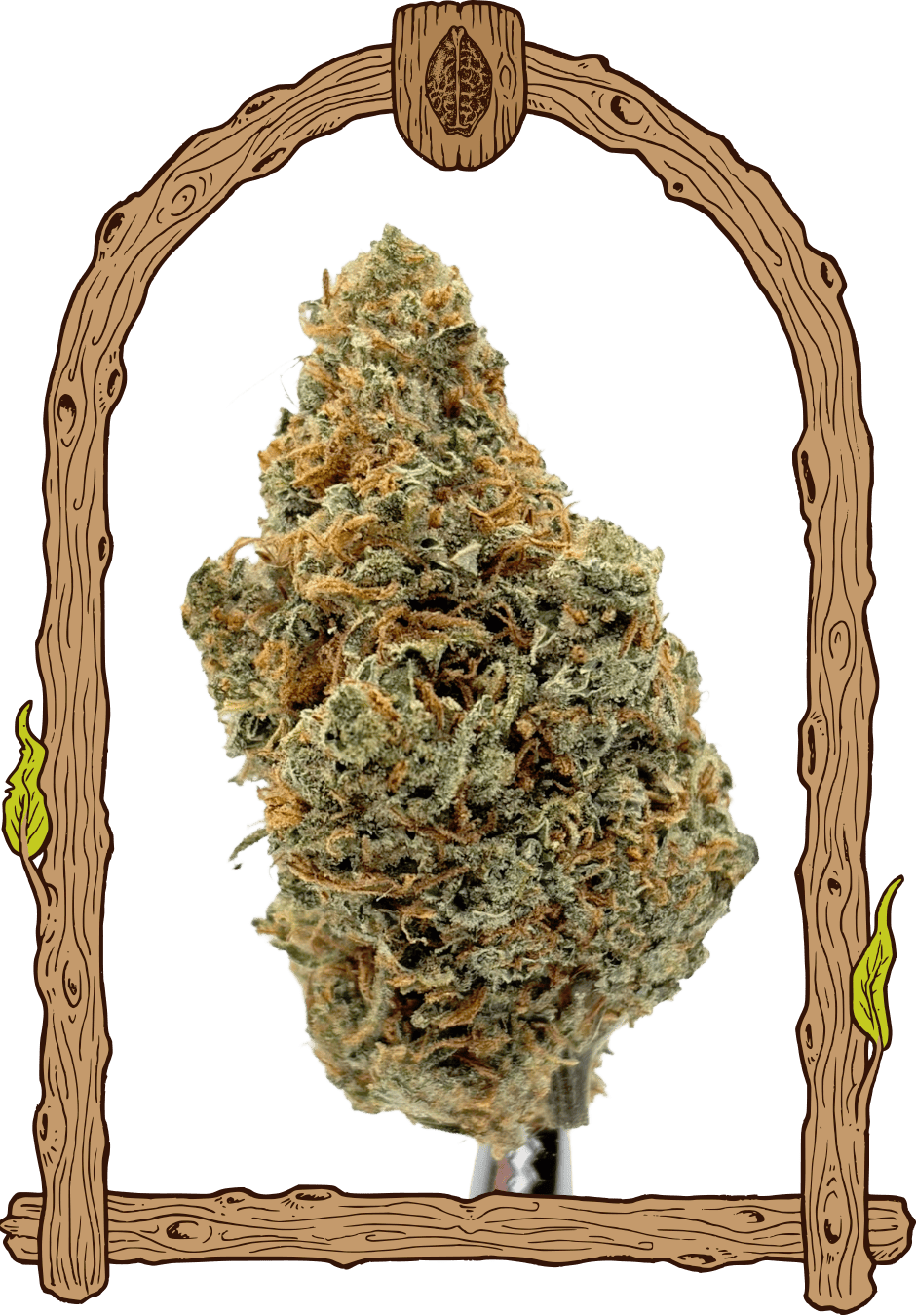 Sugar Larry - Cannaseuse - Curated Genetics - Exotic Seed